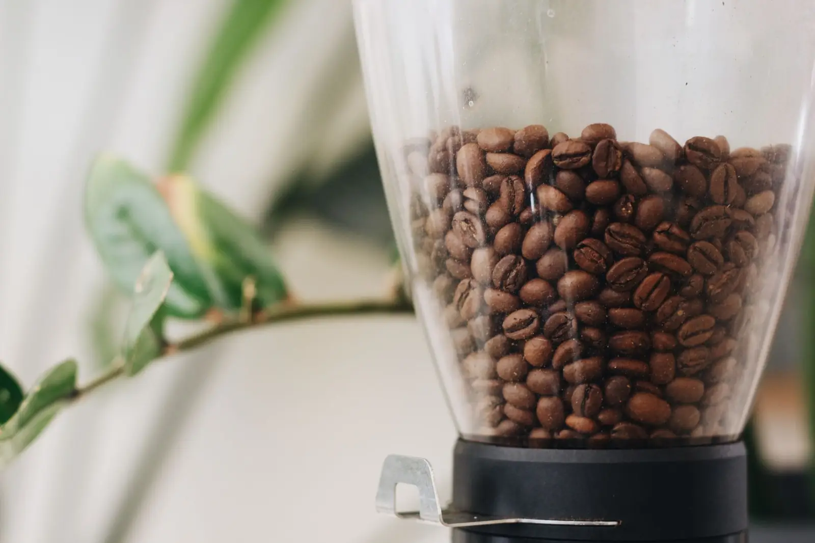 Gros plan sur des grains de café torréfiés dans le bac transparent d'un moulin : le café qu'on moud à chaque tasse, même sur une petite machine